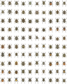 These 100 Trigonopterus species were described simultaneously using DNA barcoding. Compilation of 100 Trigonopterus species - 1742-9994-10-15-3.png