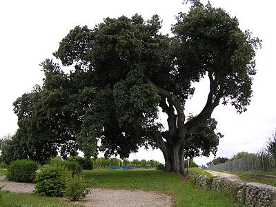 Chêne vert de Cherves-Richemont.