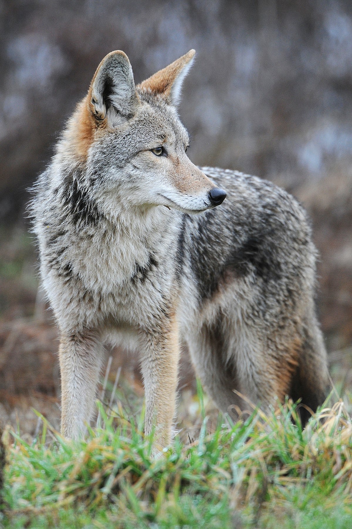 Canis Latrans Wikipedia La Enciclopedia Libre