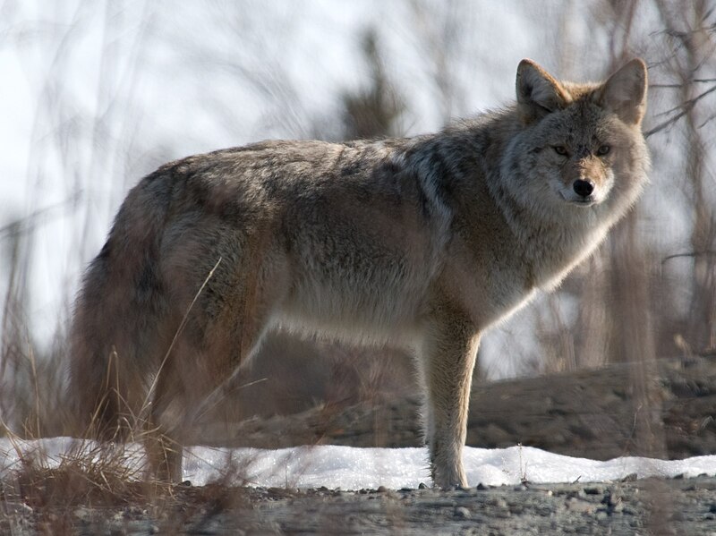 File:Coyote in Canada.jpg