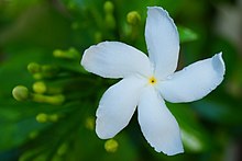 Crape Jasmine (Tabernaemontana divaricata), a source of vinervine Crape Jasmine.jpg