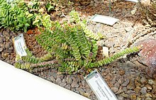 Crassula rupestris subsp. marnieriana (Crassula marnieriana) - Orto botanico - Roma, Italia - DSC09988.jpg