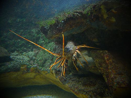 Crayfish