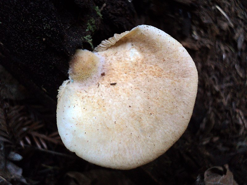 File:Crepidotus mollis 12926981.jpg