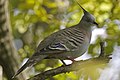 Crested Pigeon (Ocyphaps lophotes) - Flickr - Lip Kee (5).jpg