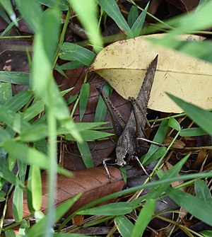 Cricket insect 06.jpg