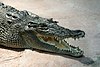 Crocodile Crocodylus-porosus amk2 without Spot.jpg