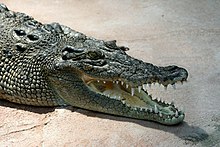 estuarine crocodile –Crocodylus porosus