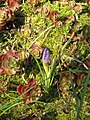 Crocus longiflorus opening