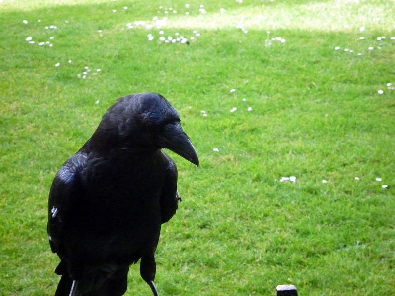 File:Crows 11 2012-07-04.jpg