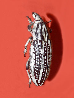 <i>Liocleonus clathratus</i> Species of beetle