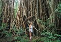 Curtain Fig Tree in Queensland