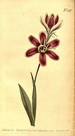 Curtis's botanical magazine (No. 541) (8413265869).jpg