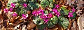 * Nomination Cyclamen coum. Between fallen leaves. --Famberhorst 07:21, 17 February 2019 (UTC) * Promotion  Support Good quality. --Tournasol7 08:14, 17 February 2019 (UTC)  Comment - Very good composition that tempts me to consider this photo a possible FP. The only thing I'm not sure about is whether there are any posterized areas of dark pink in shadow. If not, I think it could be a good FP candidate. -- Ikan Kekek 09:00, 17 February 2019 (UTC)