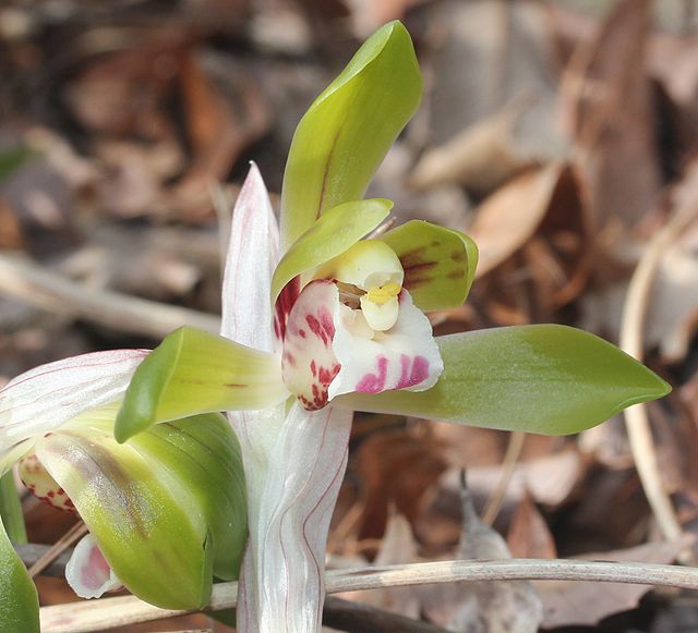 Description de l'image Cymbidium goeringii (flower).JPG.