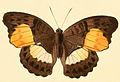 Illustration of Cymothoe aramis - dorsal view - from «Illustrations of new species of exotic butterflies». Volume III - year 1856