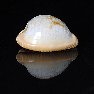 <i>Cypraeovula fuscodentata</i> species of mollusc