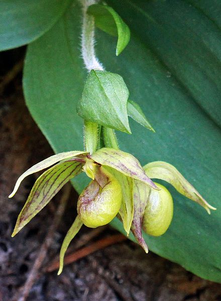 File:Cypripedium fasciculatum (14639706125) cropped 1.jpg