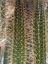 Pilosocereus royenii