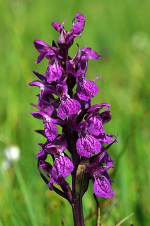 Dactylorhiza lapponica D39 132 M.jpg