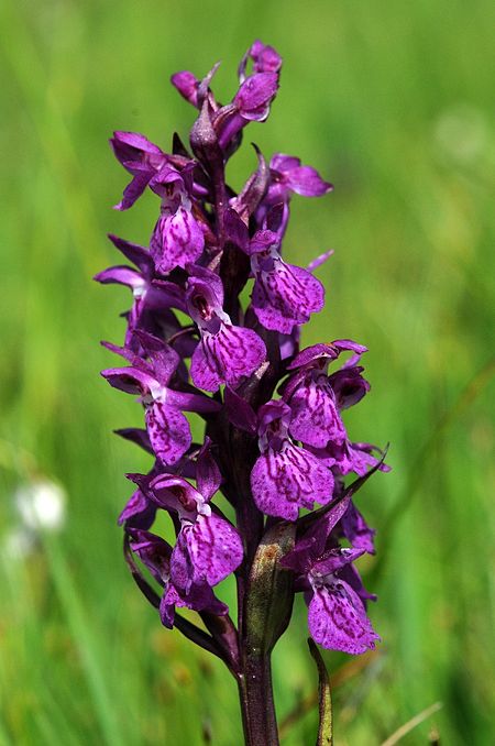 Dactylorhiza lapponica