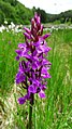 Dactylorhiza vosagiaca Germany - Eppenbrunn, Wasgau