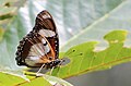 Danaid Eggfly Butterfly from JP Nagar Forest,Bangalore,Karnataka,India.jpg