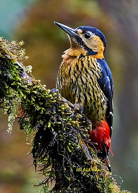 DarjeelingWoodpecker Singalila.jpg