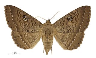 <i>Dasypodia cymatodes</i> Species of moth