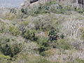 Deciduous forest on the Yoloko inselberg near Pemba, Mozambique