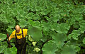 Nelumbo lutea