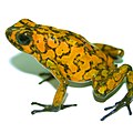 May 4: the frog Dendrobates sylvaticus