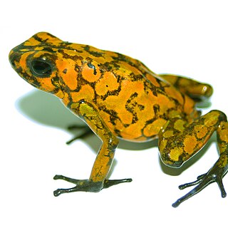 <i>Oophaga sylvatica</i> species of Amphibia