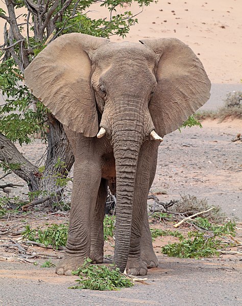File:Desert elephant (Loxodonta africana) male.jpg