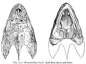 Череп Desmatochelys lowii