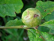 A developing oak marble gall