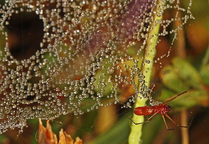 File:Dew on Scarlet Sheetweb Weaver (Florinda coccinea) web, Julie Metz Wetlands, Woodbridge, Virginia.jpg
