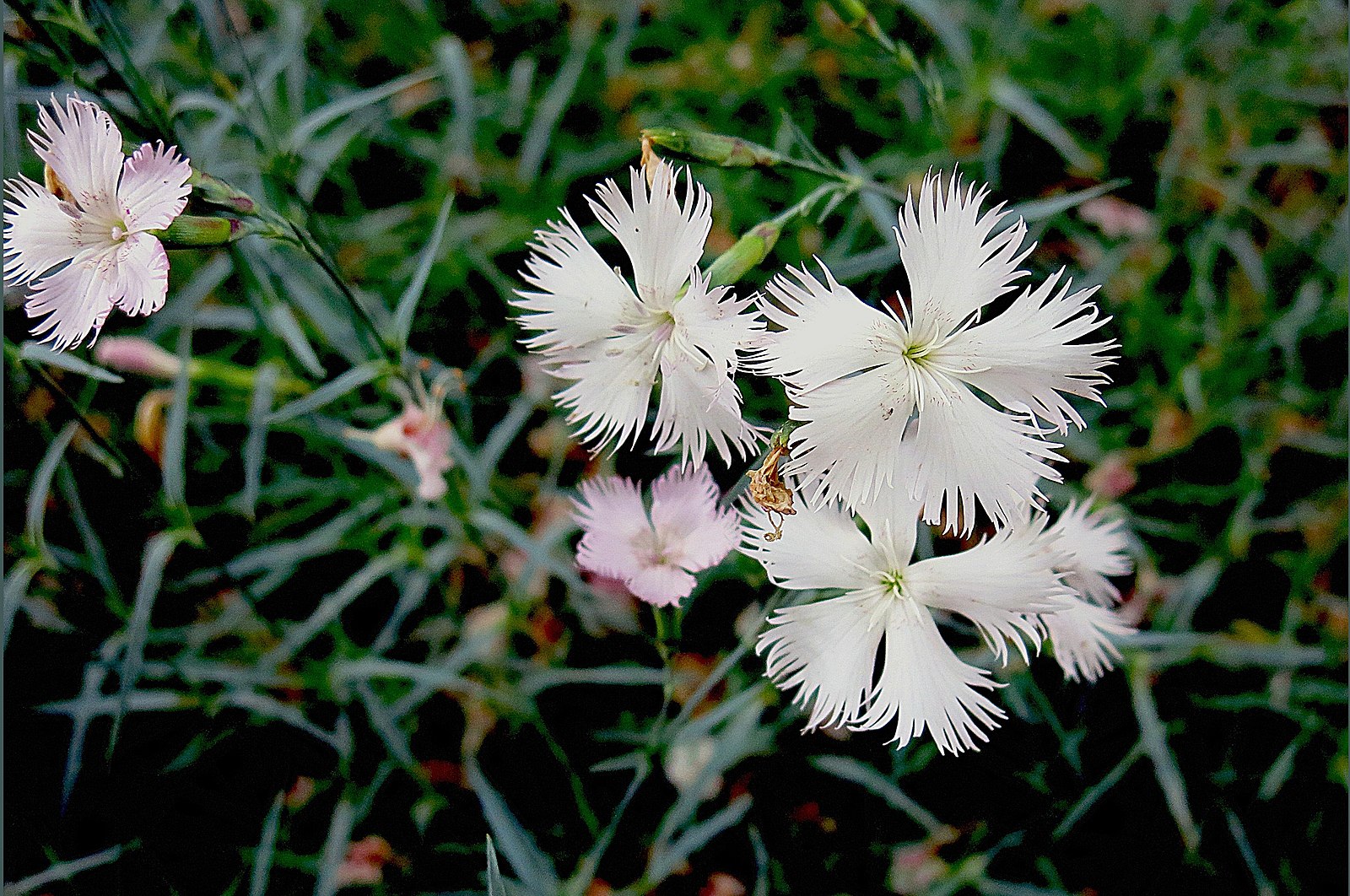 Dianthus tymphresteus