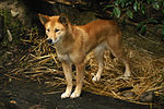 Dingo, en australisk vildhund.