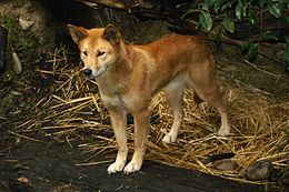 Dingas (Canis lupus dingo)