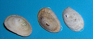 <i>Diodora graeca</i> Species of gastropod