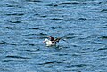 Black-browed Albatross (Thalassarche melanophris) on the Beagle Channel.