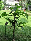 Dipterocarpus turbinatus (Garjan) seedling in RDA, Bogra 03.jpg