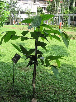 <i>Dipterocarpus turbinatus</i> Species of flowering plant