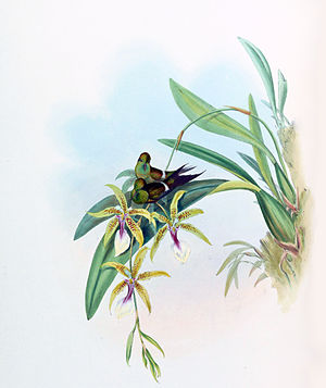 Discosura letitiae illustration by John Gould