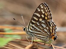 Dodona durga closed wing.jpg