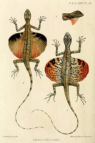 <i>Draco beccarii</i> Species of lizard