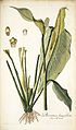 Spathiphyllum lanceifolium