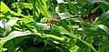 Dragonfly on the grass.jpg