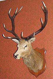 Kırmızı/kahverengi arka planda bir geyik kafasının portresi.